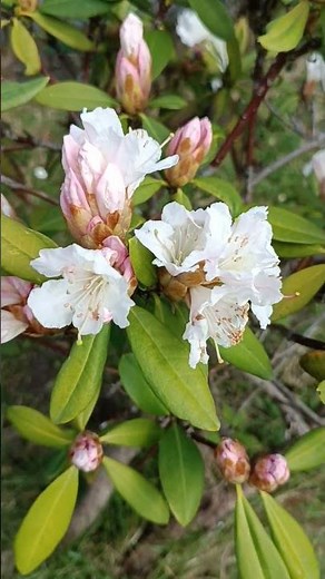 Rhododendron Blüüüütäääää! :-)