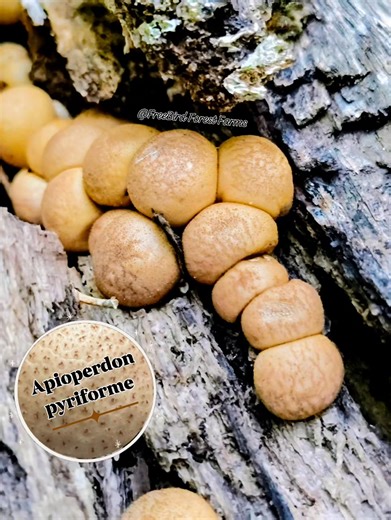 👀Lookie lookie what I found!! Growing on my land on a decayed log. 🍄Scientific name: Apioperdon pyriforme (Schaeff.) Vizzini 🍄Derivation of name: Pyri- means "pear" and form- means "shape" or "appearance." Pyriforme refers to the pear shape of this puffball. 🍄Synonyms: Lycoperdon pyriforme Schaeffer: Persoon; Morganella pyriformis (Schaeffer:Persoon) Kreisel & D. Kruger 🍄Common name(s): Pear-shaped puffball. 🍄Phylum: Basidiomycota 🍄Order: Agaricales 🍄Family: Agaricaceae Occurrence on woo