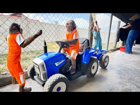 CUTIS Realizes His Mistake Pampering Buem on a Restaurant Trip