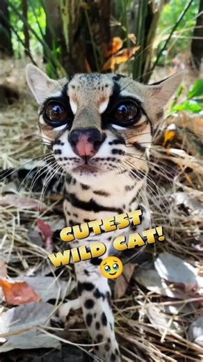 Margay Cat! 🐈 #animalfacts #sehar