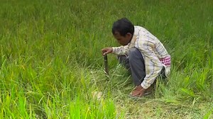 829K views · 277 reactions | "មានAGRIBUDDY...