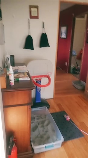 Sharky Celebrates Spring with Hilarious Comedy!