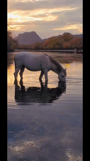29K views · 2.5K reactions | This is home to them. From all of us here at the Salt River Wild Horse Management Group we want to thank you for your support for wild horses in 2024 and we hope you may know in your heart, that you help us make an important difference. #saltriverwildhorses #srwhmg #happyholidays #wildhorses #IStandWithWildHorses #managethemhumanely | Salt River Wild Horse Management Group | Facebook