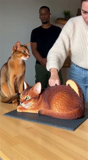 Cutting a Abyssinian cat cake beside a real Abyssinian cat — unexpected reaction