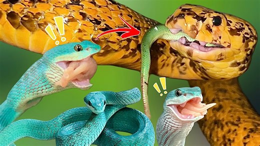 Golden cobra eats blue vipers