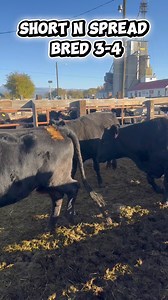 1.2K views · 15 reactions |  Cattle Sale Tomorrow!  We’ve got 60 bred cows ready to go — selling starts around 11:30 AM. Come on down and don’t miss your chance to take home quality cattle! Delta Sales Yard  Thursday November 6th  Please call 970-874-4612 | Delta Sales Yard, LLC | Facebook