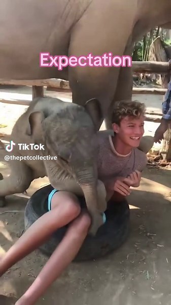 Mess the the trunk, you'll be in a funk! 💥🐘🤣#Elephants #Wildlife #Nature #FunnyAnimals #AnimalMemes #ElephantTok