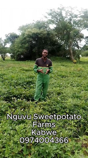 When it comes to sweetpotato cultivation, land preparation is not a side issue — it is the foundation of your yield. How and when you design and make your ridges matters a great deal, because those ridges will eventually become the storage room where your sweet potatoes grow and bulk up. A few critical points every serious grower should keep in mind: • Ridges must be made early, preferably before the rains are fully established. This allows soil to settle properly and improves moisture retention