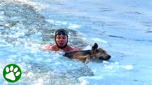 Exhausted dog saved just in time by brave man ❤️ 🙏
