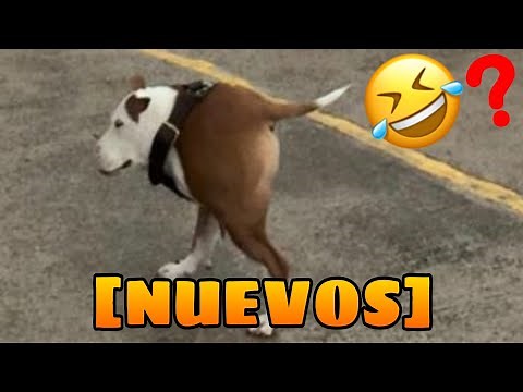 🤣 Best Funny Animals Videos [NEW] 🐱🐶 You CAN'T hold your Laugh