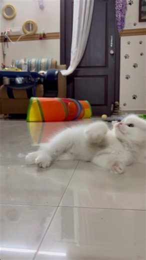 Lulu’s Little Adventures 🌸 #cutepets