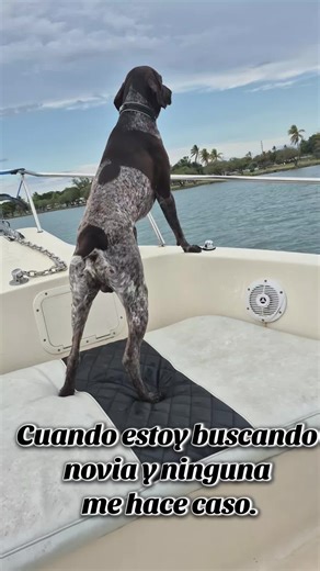 ya no quiero estar triste 😁 #perrocazador #perrogermanpointer #perritogrande❤️ #perrostiktokers #perritobuscandonovia
