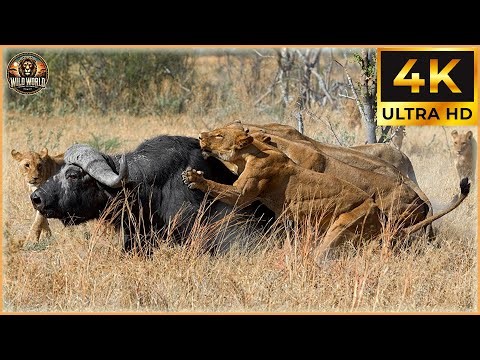 Craziest Lion Attacks Ever Caught On Camera #wildanimals | Animal Documentary