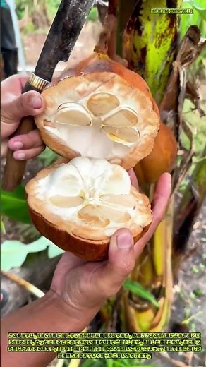 失われつつある伝統的なカカオ収穫の技――熟練農家の仕事ぶり