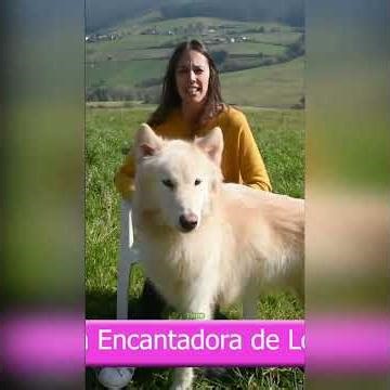 🐺 ¿Son agresivos los Perros Lobo? Desmontando mitos con Denver