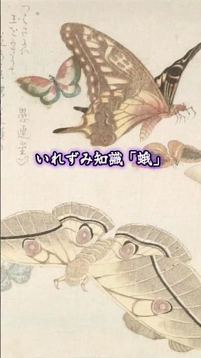 いれずみ知識~蛾~