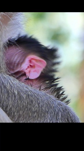 Monkey Moments 101 on Reels