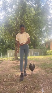 🇺🇸 Ever heard of clicker training chickens? 🐔 It's said to be a game-changer for dog trainers! By mastering this precise and challenging technique, trainers sharpen their skills in timing, observation, and accuracy. Curious to see if it works? Get yourself a chicken and see your training abilities soar! 🇩🇪 Schon mal vom Klickertraining mit Hühnern gehört? 🐔 Soll ein echter Game-Changer für Hundetrainer sein! Durch das Erlernen dieser präzisen und anspruchsvollen Technik verbessern Trainer 