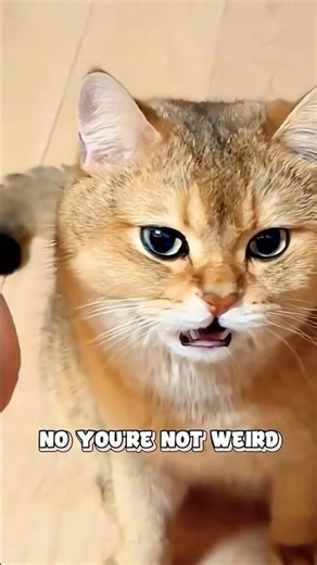 Why Cats Smell Their Owner’s Feet? #trending #shorts