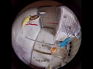 accouplement 1 seul male canari avec 2 femelle