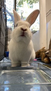 Water schlurp. Downy is a teenage girl who arrived as a baby orphan. She's now about 6 months old and as sweet as can be. | SaveABunny
