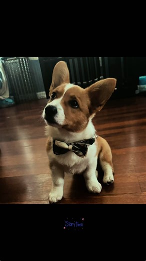 Happy 1st Birthday Archie! One year of endless snuggles, kisses, butt wiggles, smiles and the pure joy you have brought into my life since I first laid eyes on you. You are my soulmate dog and you healed my heart. I have wanted a corgi for years and years and I’m so blessed to call you mine. I love you ❤️ #birthday #corgipuppy #corgisoftiktok #corgination #corgisdoingsthings