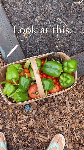 60 reactions | The most perfect peppers 𣏕 These beauties were...