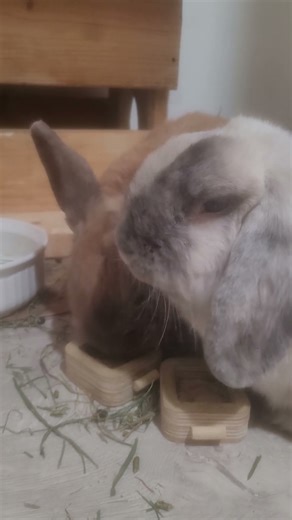 Putting rabbits in the bathroom while I built their rabbitat