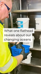 182K views · 1.7K reactions | This flathead is flat-out fascinating....