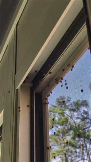 Asian lady beetles (Harmonia axyridis) #takeover