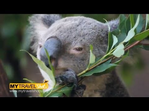 Australia - Cute Koala Bear eating Eucalyptus - Cooberrie Wildlife Park 2013 - Back Pack Australia