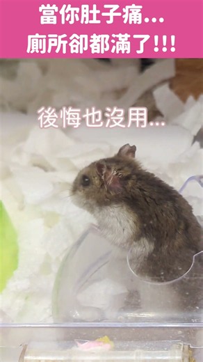 【愛鼠短片】當你肚子痛，廁所卻都滿了！