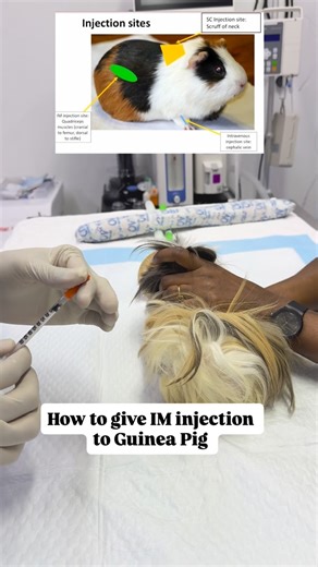 𝑫𝒓 𝑹𝒆𝒉𝒎𝒂𝒏 𝑩𝒂𝒊𝒈 🇦🇪🇸🇦 | How to give IM injection to Guinea pig #veterinary ##exotics | Instagram