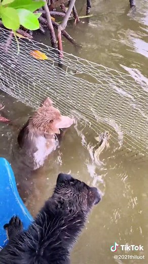 Dog Tries to Catch Fish in a Kayak