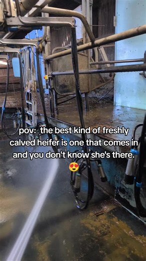 Freshly Calved Heifer: The Joy of Dairy Farming