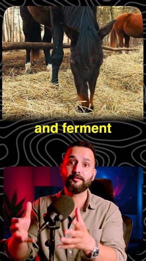 Anurag Sharma | Can we copy Horse diet plan? | Instagram