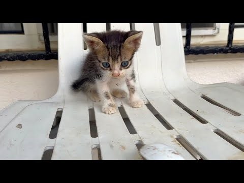 Curious Kitten Meets Spoon for the First Time 😻 He's Scared and Playing at the Same Time!
