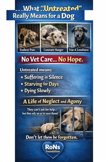 No Shelter No Owner One Injury #cat #adoptstrays #funny #love #slowed #memes #sad #cute #pets