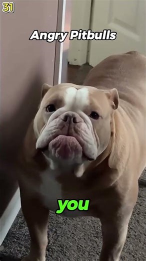 Angriest Pitbulls #bulldog #englishbulldog #pets