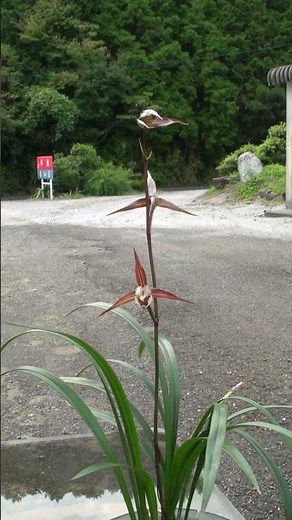 寒蘭専門店 廣畑園 （仮）殿堂 紅更紗舌大 島ノ宮産