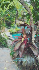 Come Cool Down Now at FOREST CAMP!!! | Forest Camp