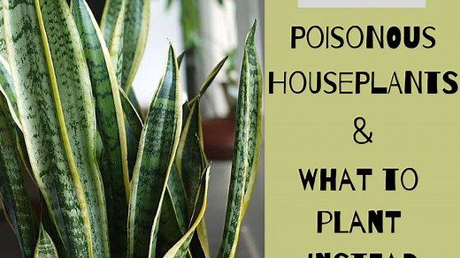 12 Poisonous Houseplants, Their Health Effects, and Safe Alternatives