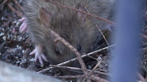 28K views · 161 reactions | Paris, sa tour Eiffel, ses touristes et....ses rats! #AFP | Agence France-Presse | Facebook