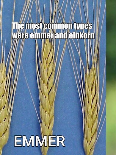 How Did WILD WHEAT Become Domesticated? | Made in Prehistory