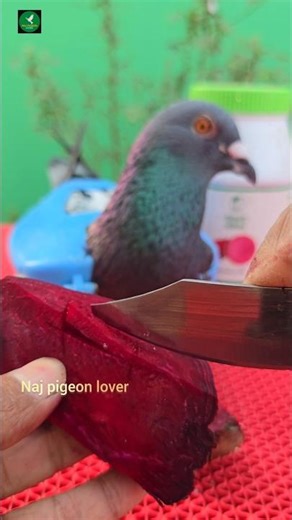 beetroot feeding for pigeon #shorts #kabutar #animals