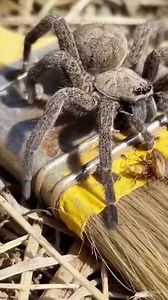 63K views · 503 reactions | ️ Tarantula Strikes on Its Prey — A Wild Moment! 荒⚡ In a split second, this powerful tarantula strikes its prey with lightning speed, catching it right in its web. Watch as the mighty spider secures its meal — nature in action!  #TarantulaAttack #SpiderHunt #WildlifeMoment #PredatorVsPrey #NatureInAction #CreepyCrew #SpiderStrike #WildEncounters #usa #uk #australia | Insect Insider | Facebook