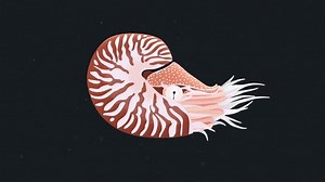 Nautilus Marine Mollusk Deep Sea Animal: Stockvideos & Filmmaterial (100 % lizenzfrei) 1106007783 | Shutterstock