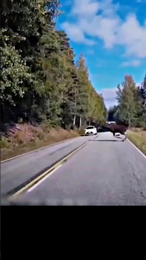 What Happens When a Moose Hits Your Vehicle at HIGH SPEED
