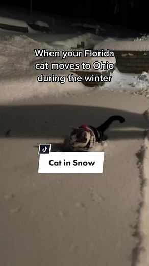 Her first time in deep snow 😹 no kitties were harmed during this video-she’s very loved! #cat #cats #catsoftiktok #snowstorm #catsinsnow #snowcat #snowcats
