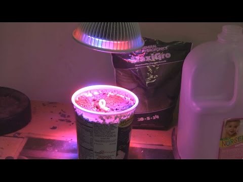 Can This 12watt LED Grow Light Actually Grow A Plant?